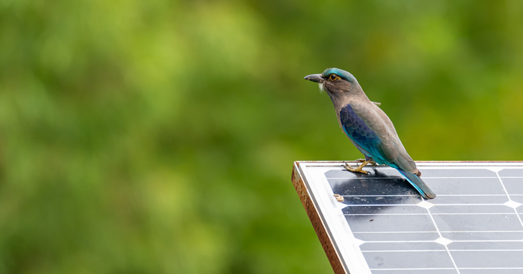 zonnepanelen-huren-of-kopen-mogelijkheden