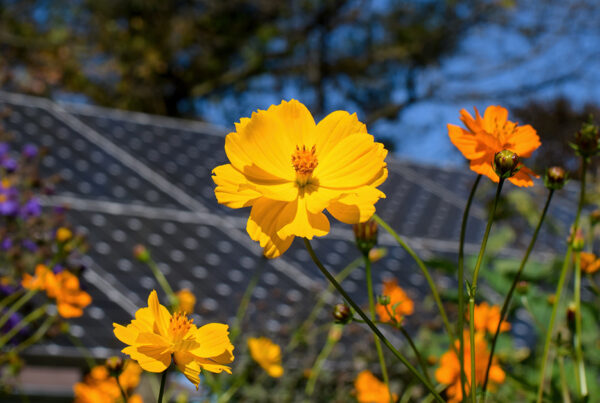 levensduur-zonnepanelen